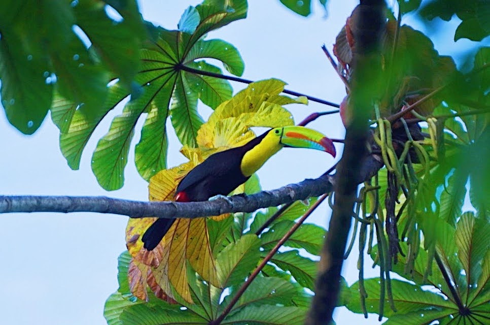 Toucan perché sur une branche d'arbre au Costa Rica